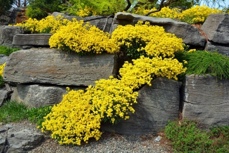 Blooming Rocks 24 Best Rock Garden Plants And Flowers For A Stunning Low-Maintenance ...