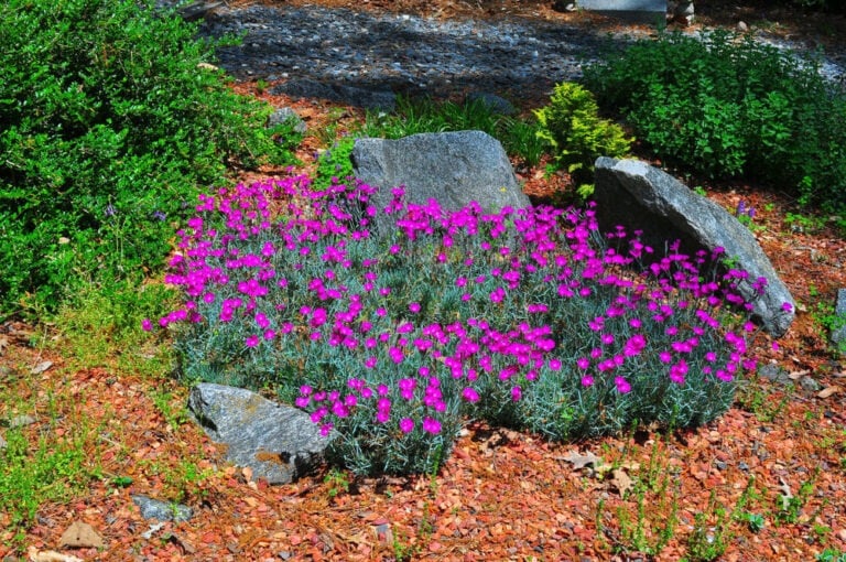 24 Best Rock Garden Plants And Flowers For A Stunning Low-Maintenance ...