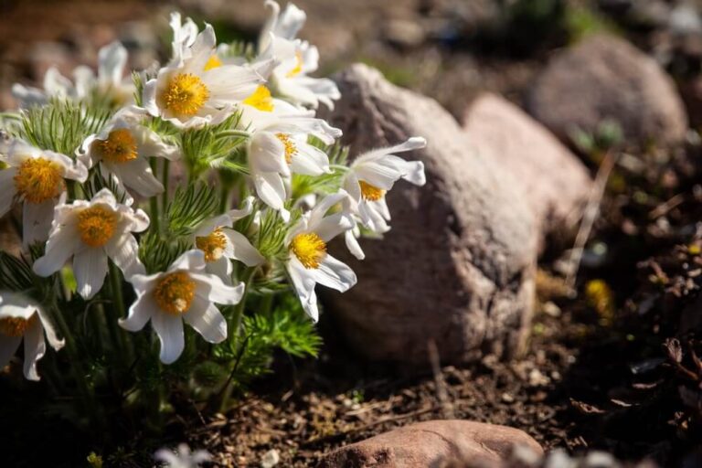 Spring Flowers For Rocks 24 Best Rock Garden Plants And Flowers For A Stunning Low-Maintenance ...