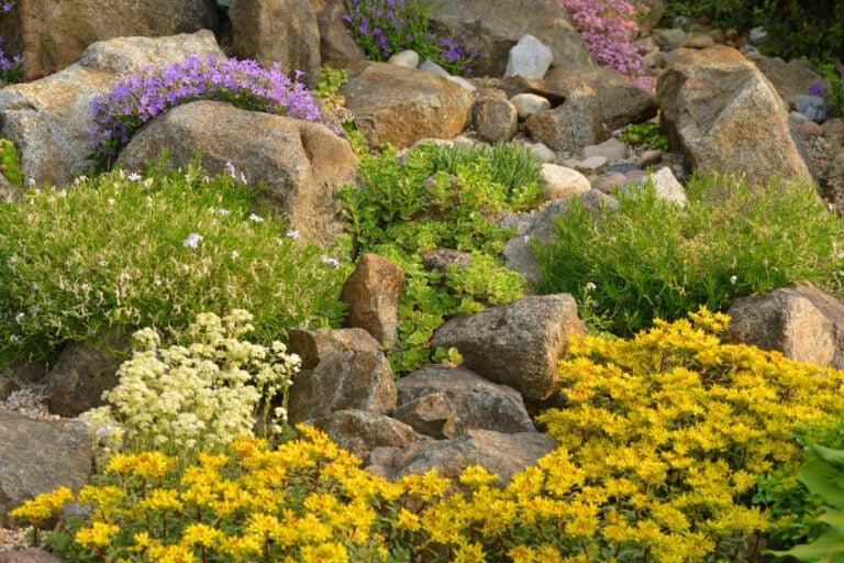 Blooming Rocks 24 Best Rock Garden Plants And Flowers For A Stunning Low-Maintenance ...