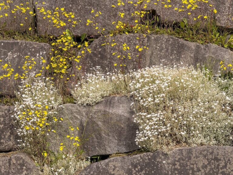 Spring Flowers For Rocks 24 Best Rock Garden Plants And Flowers For A Stunning Low-Maintenance ...