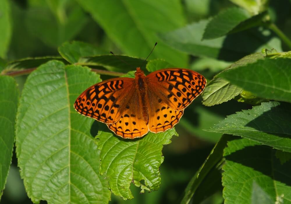 A male Great Spangled Fritillary or Speyeria Cybele visiting a garden plant.