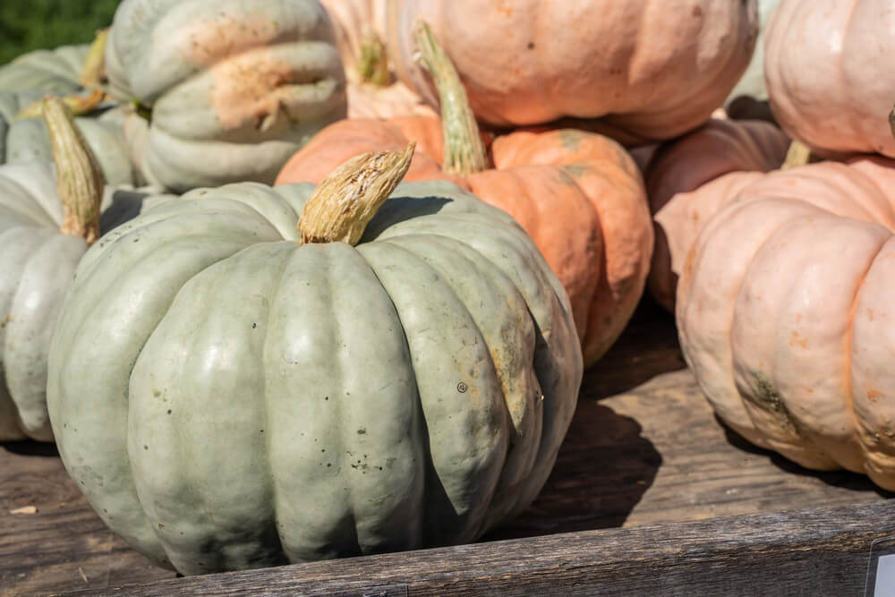 A beautiful Jarrahdale pumpkin harvest resting on a wooden table.