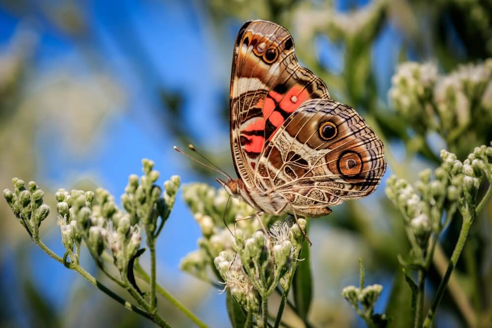 A breathtakingly gorgeous American Lady or Vanessa Virginiensis butterfly in the garden.