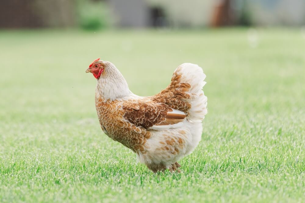 A brown Wyandotte hen foraging in the backyard on a lovely day.