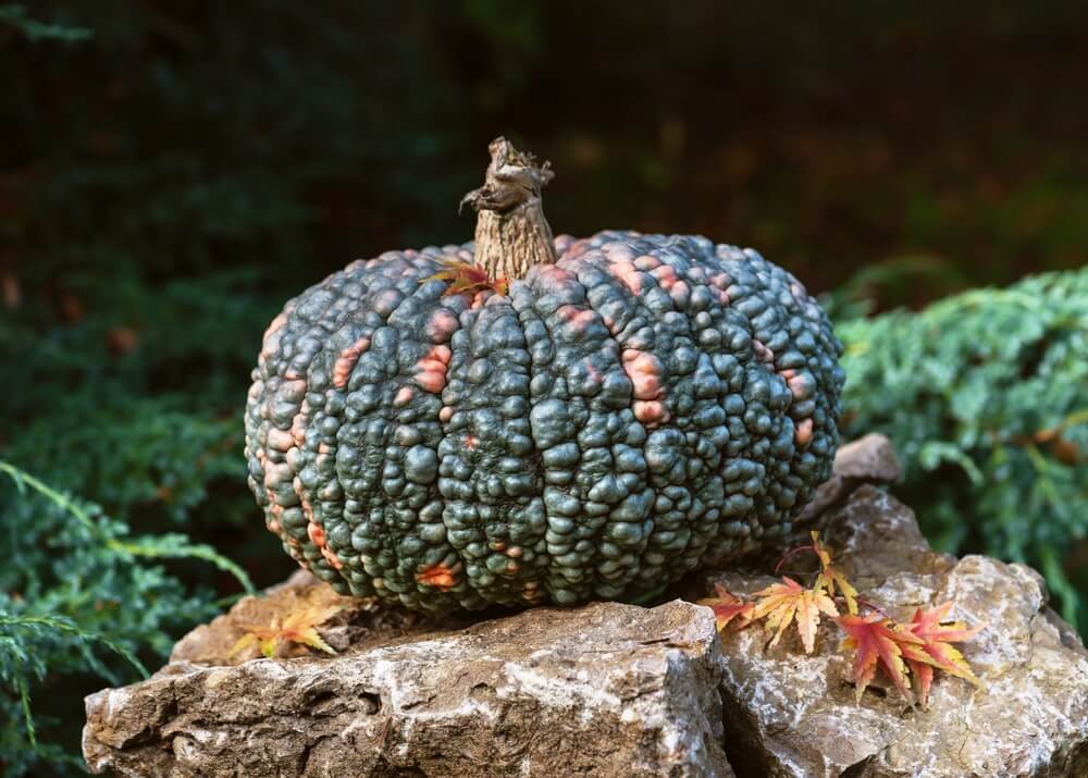 A bumpy and decorative Marina di Chioggia pumpkin harvested from the garden.