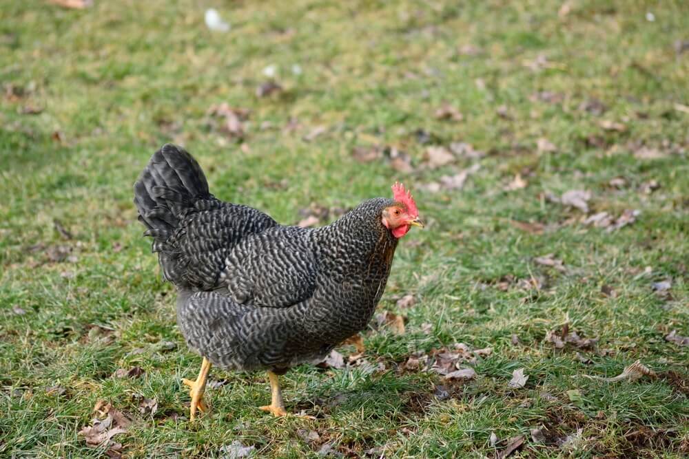 A free range Plymouth Rock chicken foraging in the backyard.