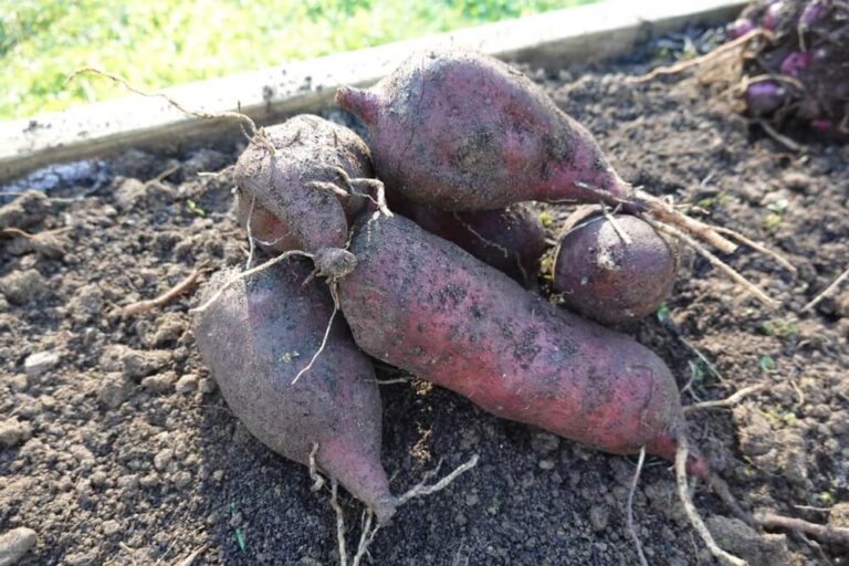 23 Best Root Crops For A Healthy And Hardy Survival Garden | Carrots ...
