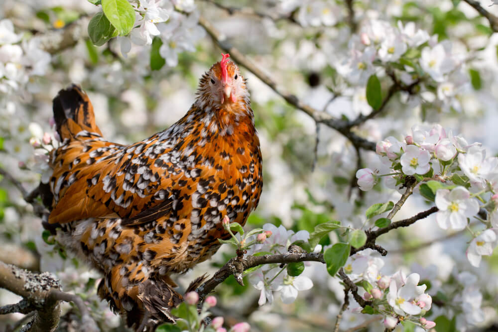 A gorgeous and fancy Mille Fleur chicken roosting in a flowering apple tree.