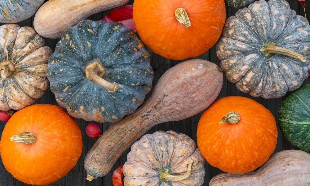 A gorgeous autumnal harvest of many blue green and orange pumpkins.