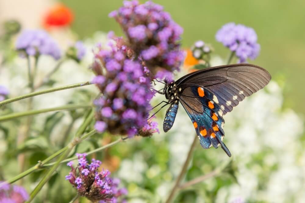 A gorgeous Battus Philenor butterfly also known as the Pipevine Swallowtail or Blue Swallowtail visiting a garden.