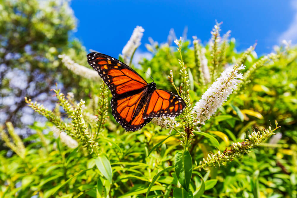 A gorgeous Danaus Plexippus Monarch butterfly visiting some lovely flowers.
