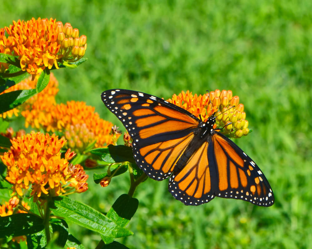 A gorgeous Monarch butterfly or Danaus Plexippus visiting some butterfly weed.