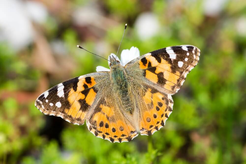 A gorgeous Painted Lady Butterfly in the backyard garden.