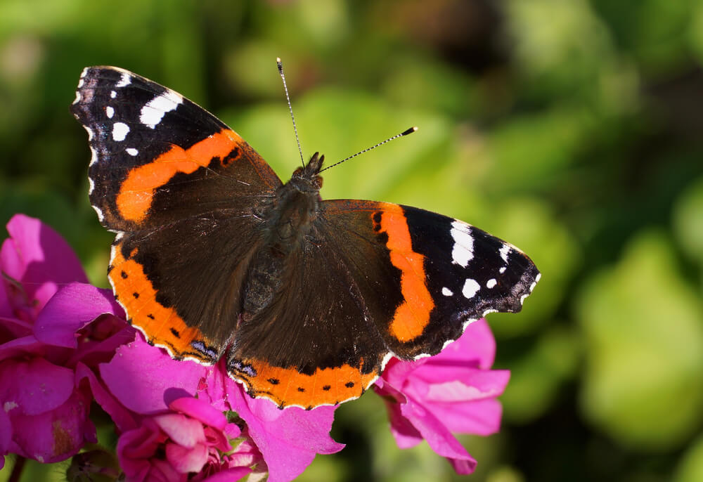 A gorgeous Red Admiral butterfly visiting in the garden.