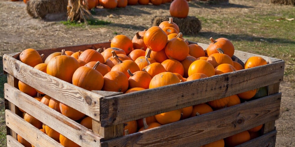 A large wooden bin stuffed with lovely sweet sugar pie pumpkins.