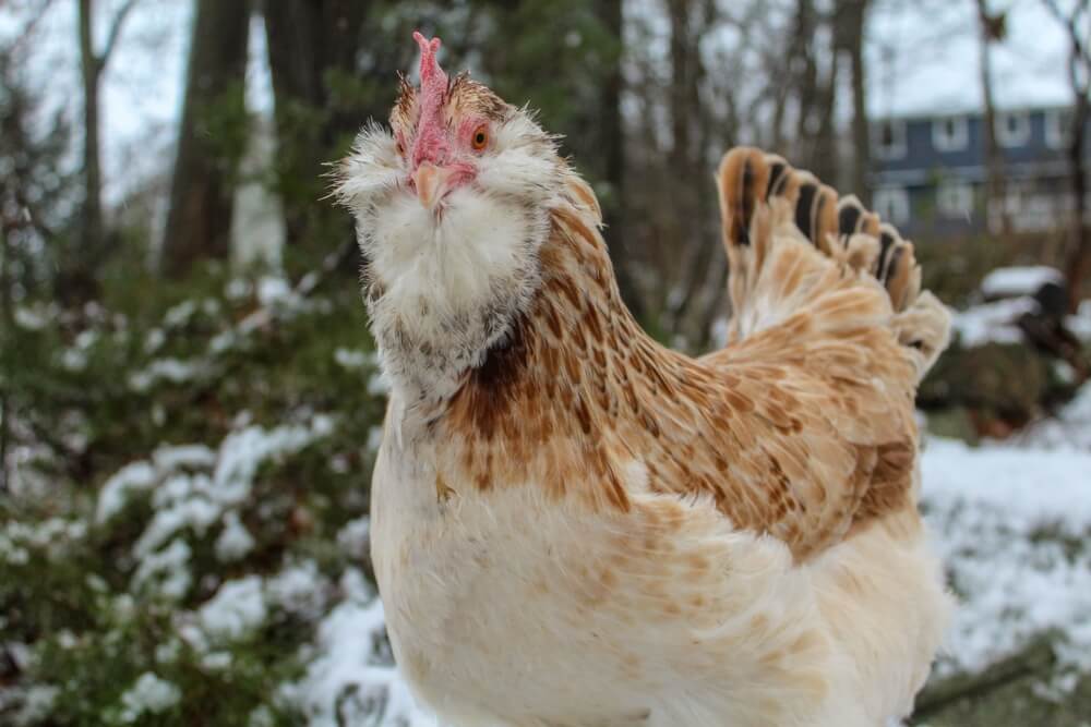 A lovely and curious Salmon Faverolle chicken foraging in the backyard forest.