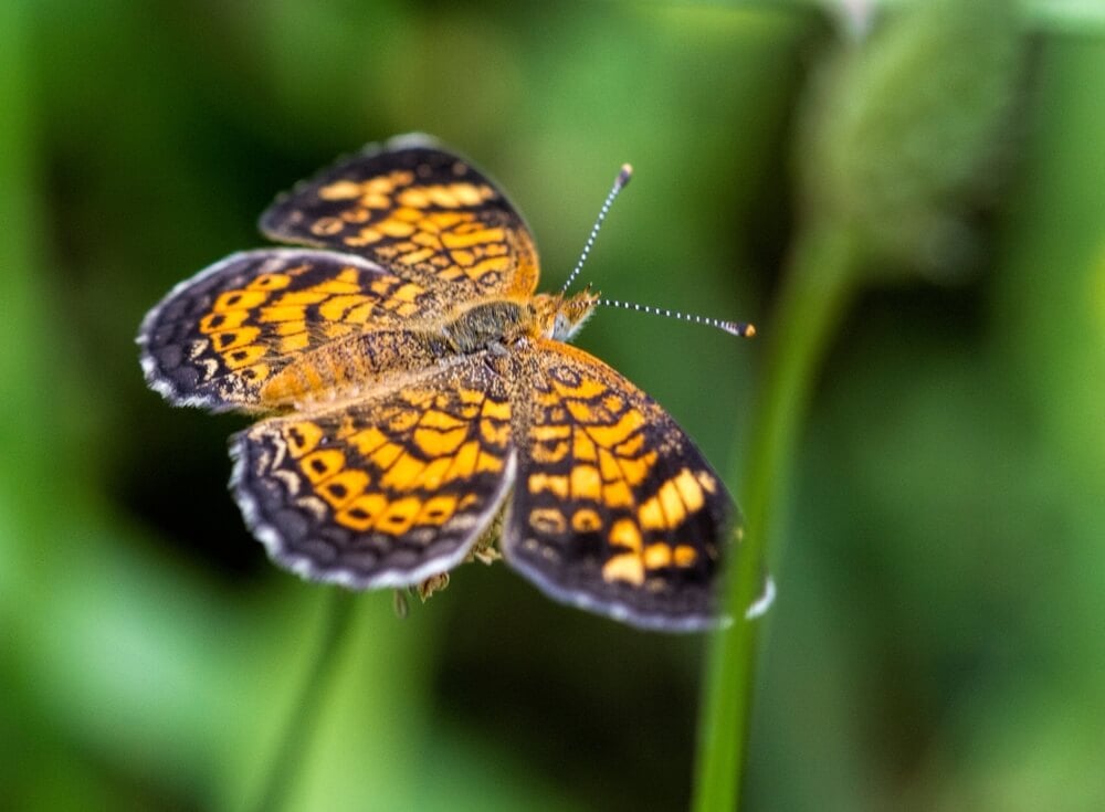 A lovely black and orange Pearl Crescent or Phyciodes Tharos butterfly in the garden.