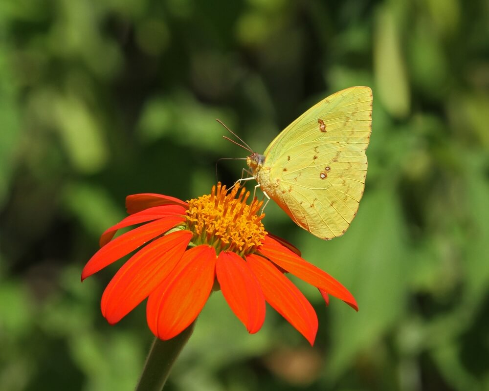 A lovely Cloudless Sulphur Butterfly or Phoebis Sennae visiting the summer garden.