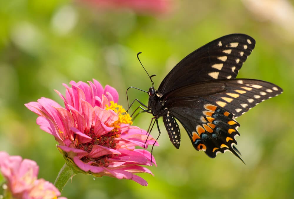 A lovely Eastern Black Swallowtail Butterfly or Papilio Polyxenes Asterius visiting a pink zinnia flower.