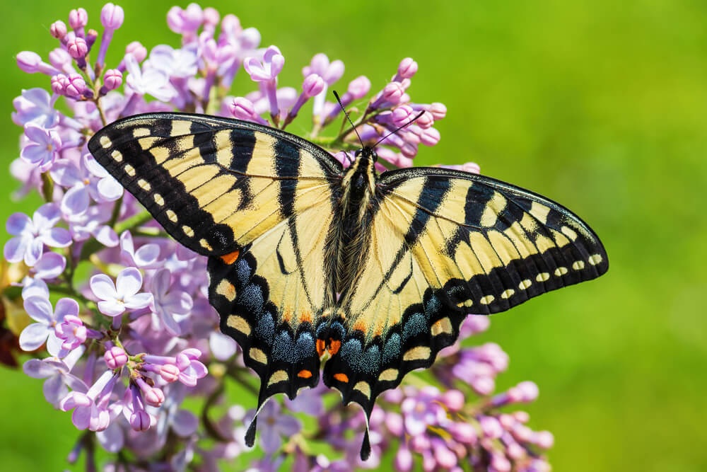 A lovely Eastern Tiger Swallowtail or Papilio Glaucus butterfly in the garden.