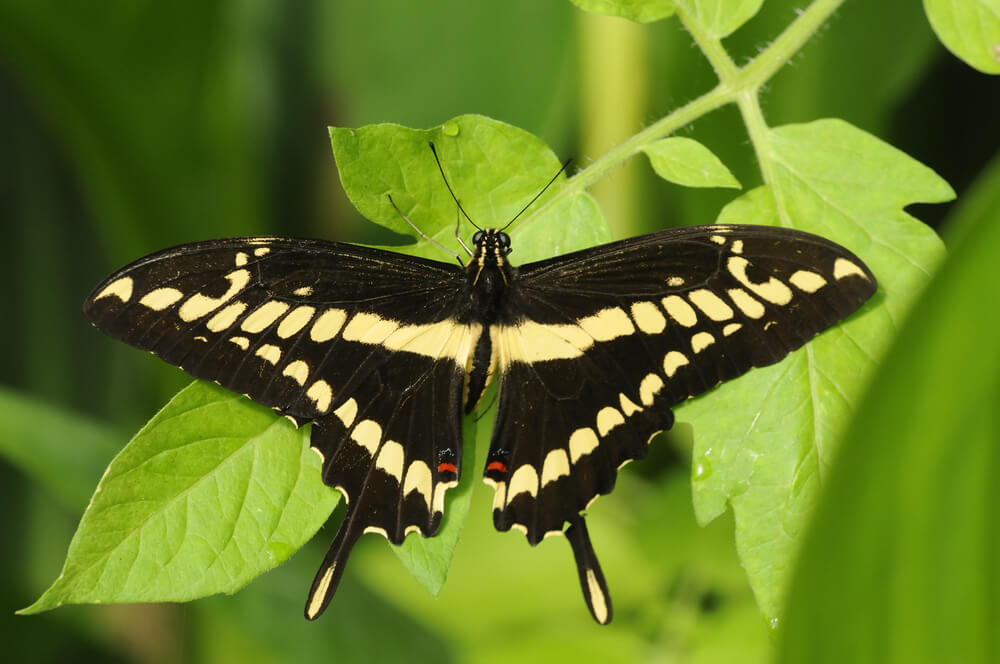 A lovely Giant Swallowtail butterfly visiting the summer garden.