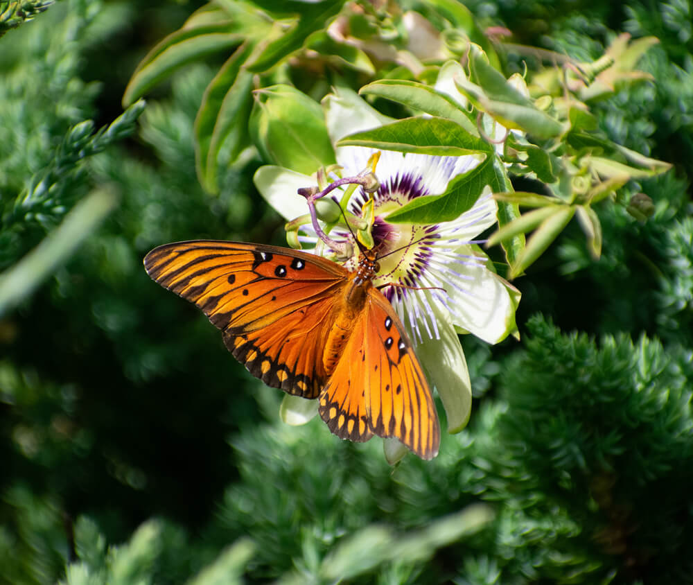 A lovely Gulf Fritillary butterfly visiting a blooming passionflower.