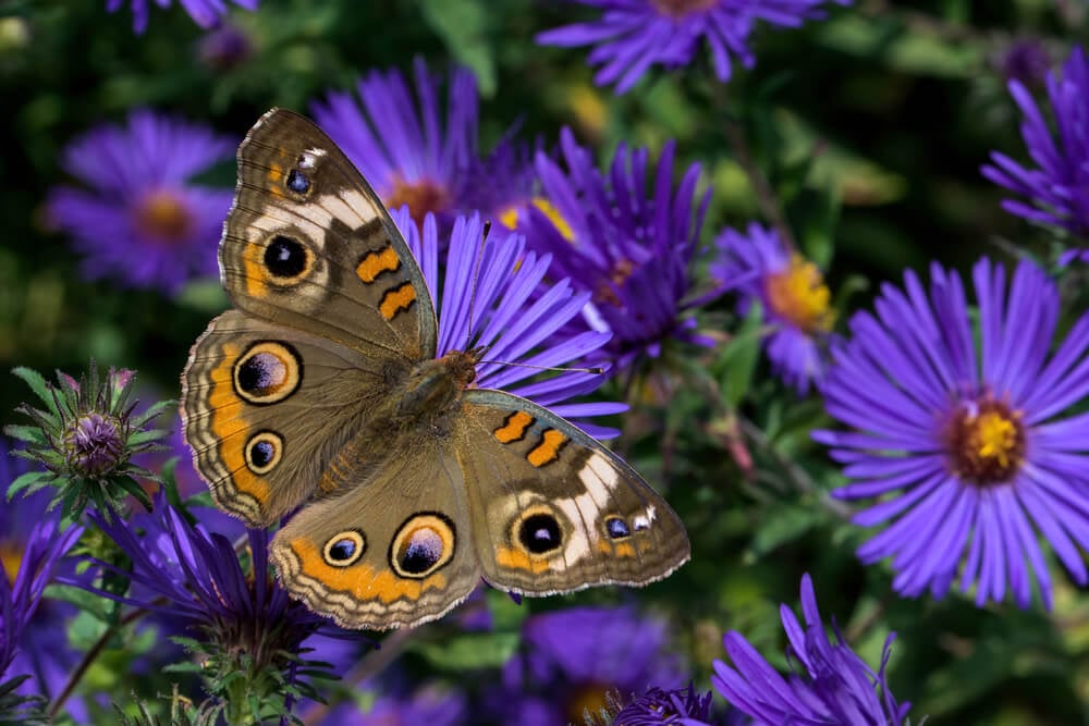 A lovely Junonia Coenia or buckeye visiting some New England Aster flowers.