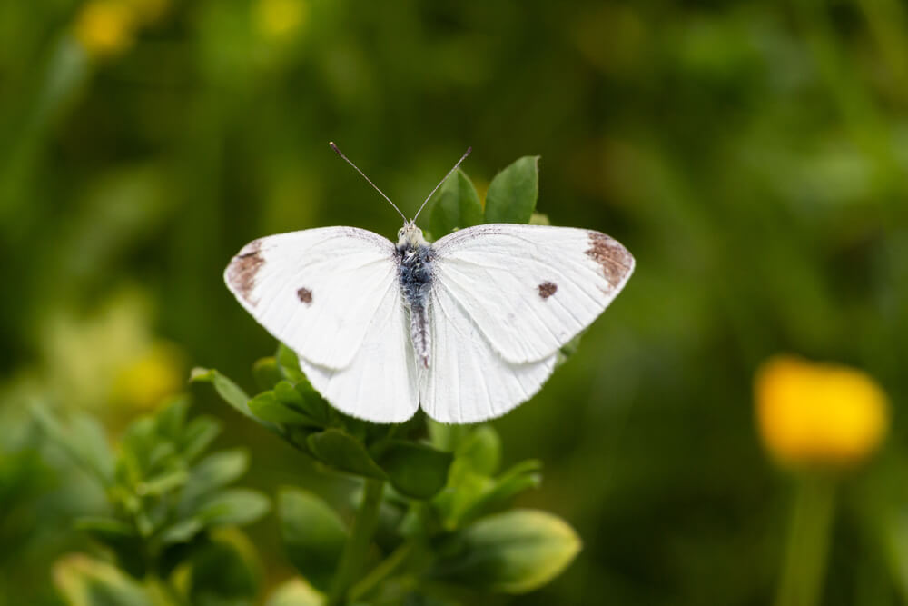 A lovely male Cabbage White or Pieris Rapae butterfly visiting the garden.