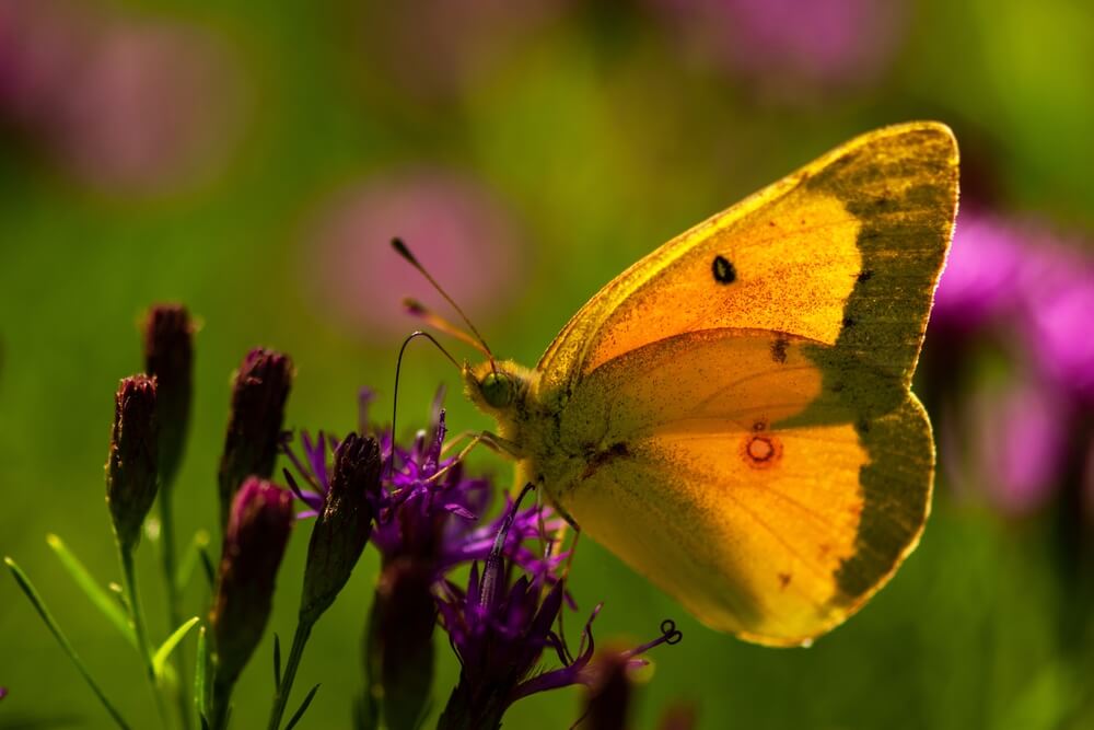 A lovely orange Sulphur Butterfly also known as The Alfalfa Butterfly or Colias Eurytheme visiting a summer flower.