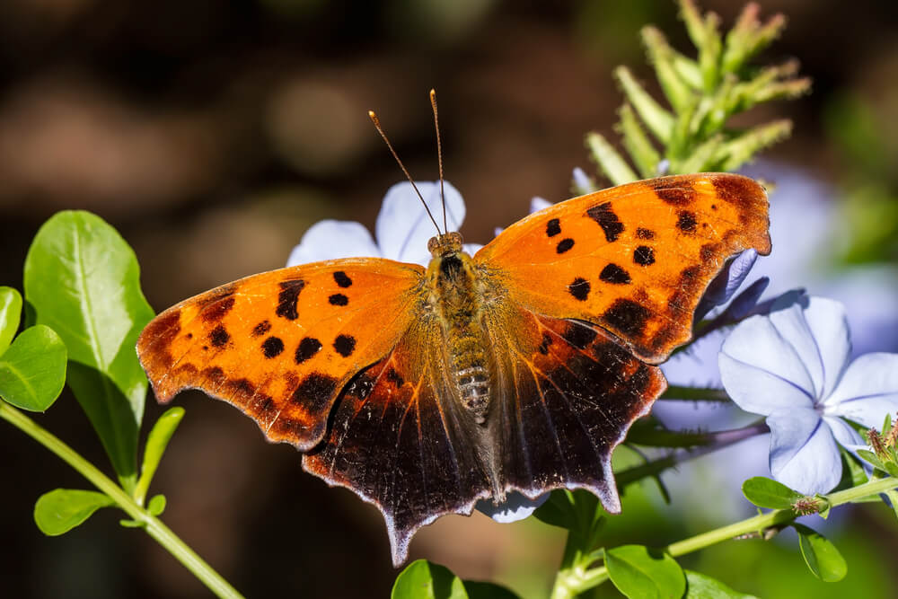 A lovely Question Mark Butterfly visiting the summer flower garden.