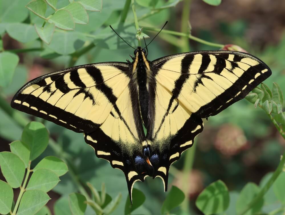 A lovely Western Tiger Swallowtail or Papilio Rutulus in the garden.