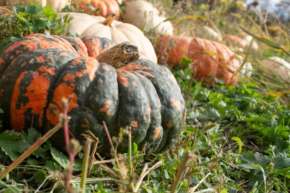 A magnificent speckled hound pumpkin harvested from the pumpkin patch.