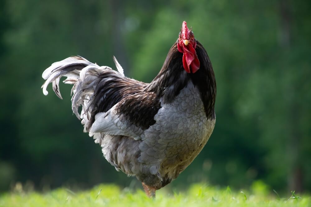 A majestic and epic Blue Cochin rooster exploring on a beautiful spring day.