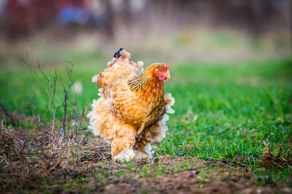 A mighty and fluffy brahma chicken foraging for lunch on a farm.