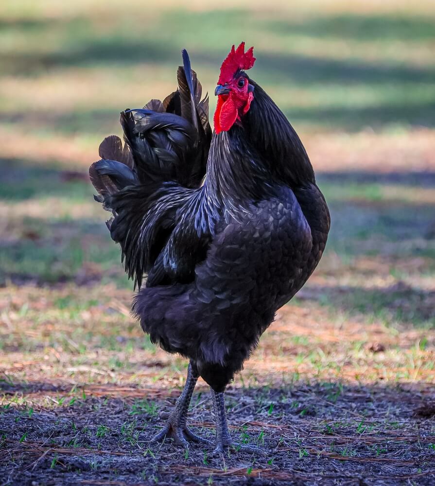 A mighty Jersey Giant chicken exploring the farm on a sunny day.