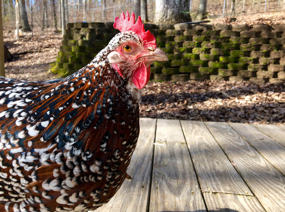 A mighty Speckled Sussex chicken hen relaxing in the backyard.