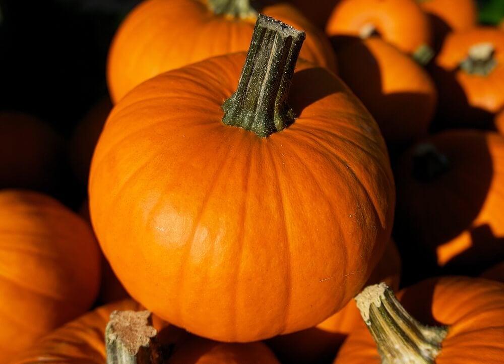A pile of lovely orange baby pam pumpkins harvested from the garden.