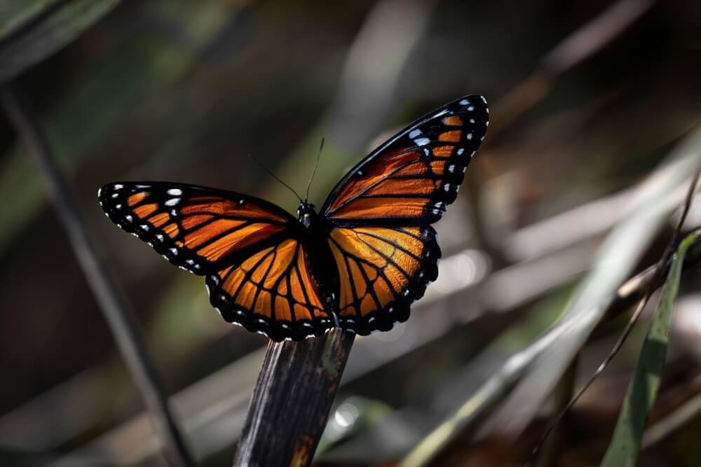 A stunning Viceroy butterfly or Limenitis Archippus relaxing on a branch.