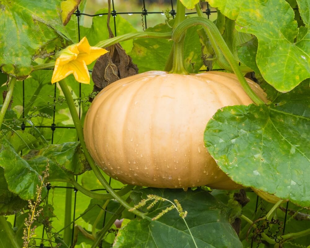 A thick and healthy long island cheese pumpkin growing on the vine.