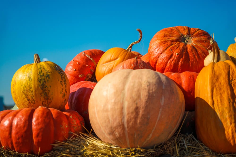 An epic assortment of lovely pumpkin cultivars harvested from the garden.