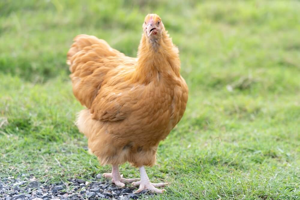 An epic Buff Orpington hen exploring the grassy backyard.