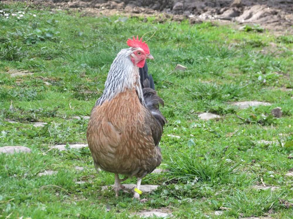 An epic Dorking chicken foraging in the backyard.