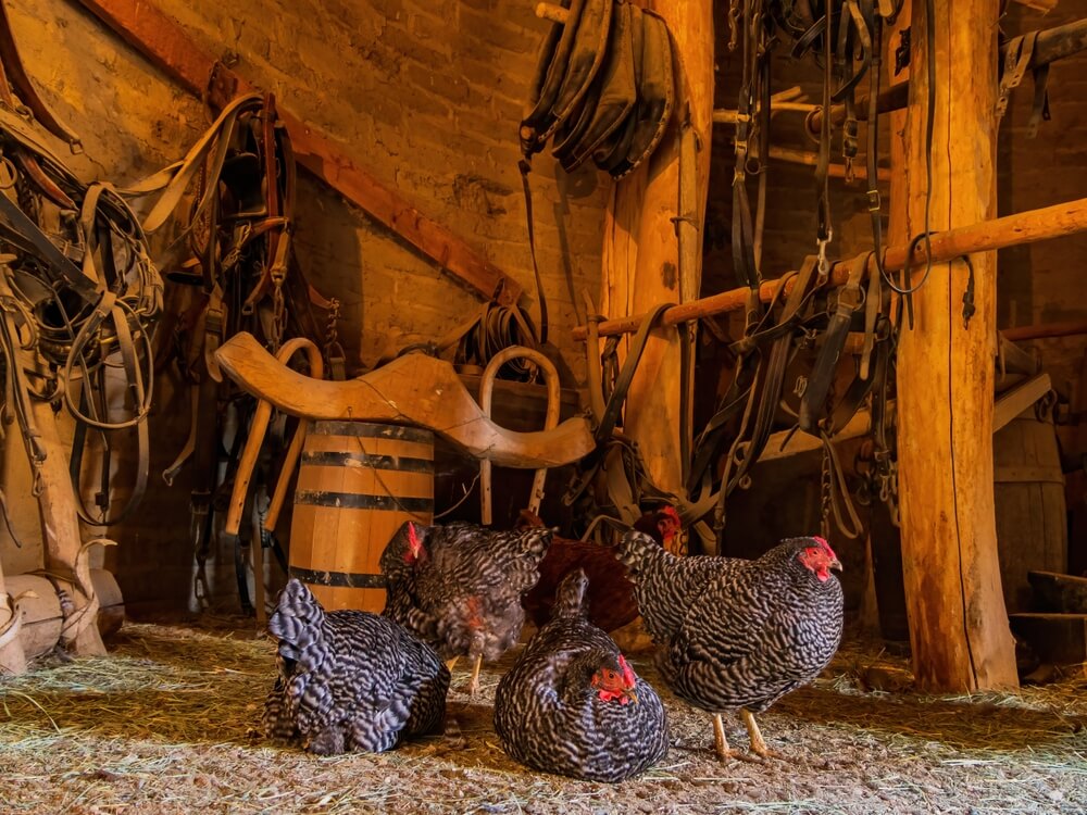 An epic portrait of Dominique chickens relaxing in their old fort.