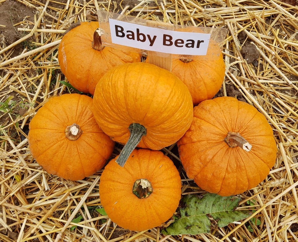 Baby bear pumpkins harvested and laying on some straw.