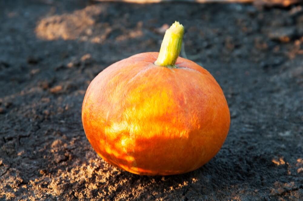 Beautiful but tiny prizewinner pumpkin resting on the garden soil.