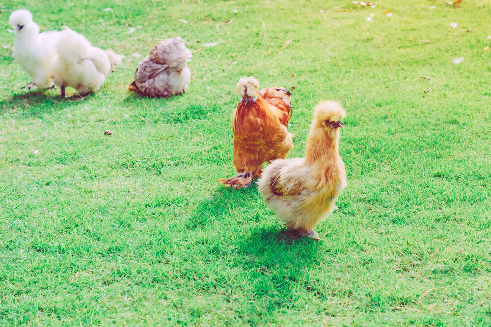 Beautiful fluffy chickens including some silkies exploring in the backyard.