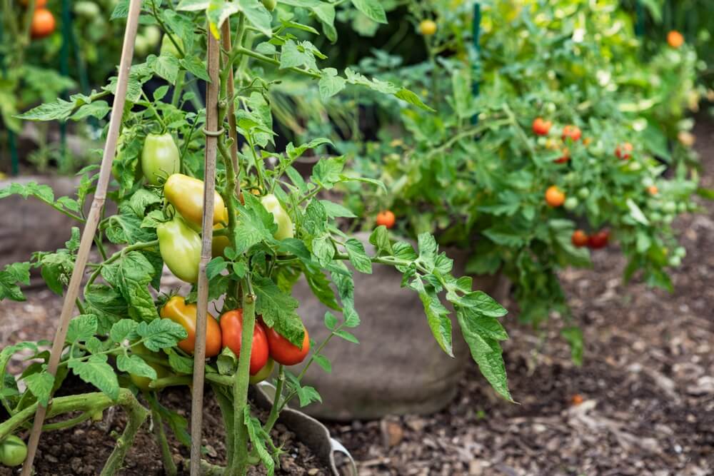 Beautiful Roma and cherry tomatoes growing in the garden supported by wooden stakes.