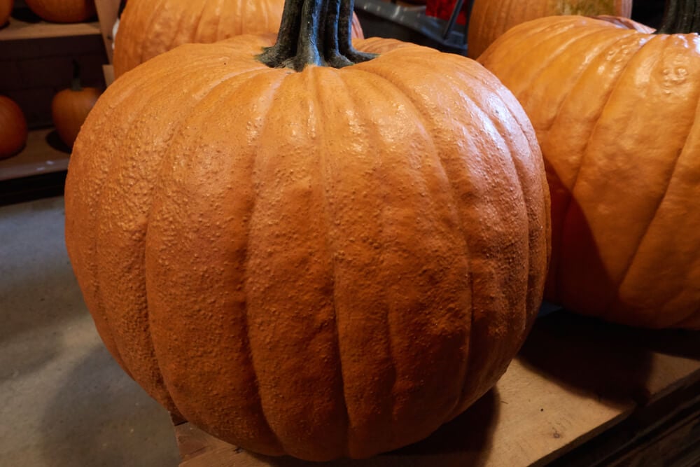 Big orange Howden pumpkins harvested from the garden.