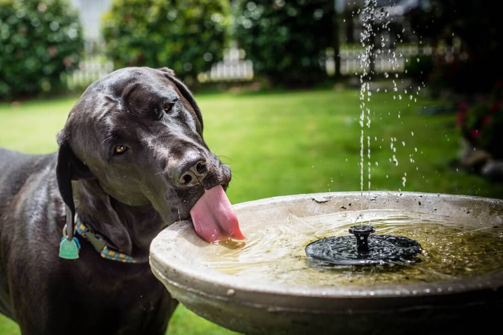 Big thirsty dog drinking from the birdbath.